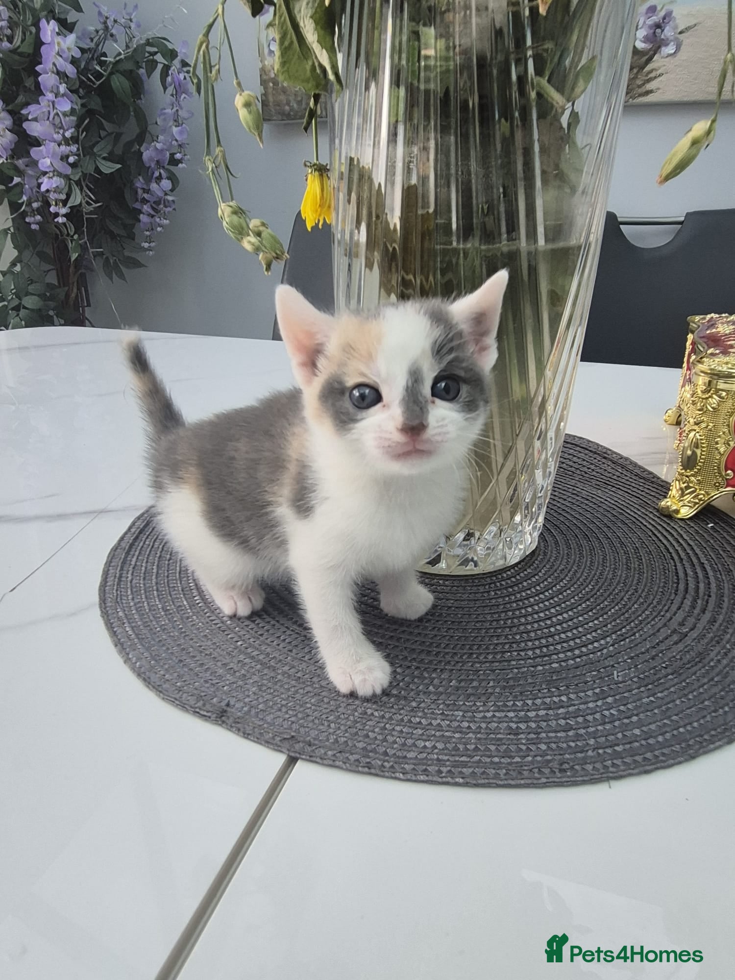 Mixed Breed cats 1 female 3 male cute kittens for sale - Advert 9