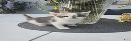 Mixed Breed cats for sale: 1 female 3 male cute kittens for sale - Advert 1