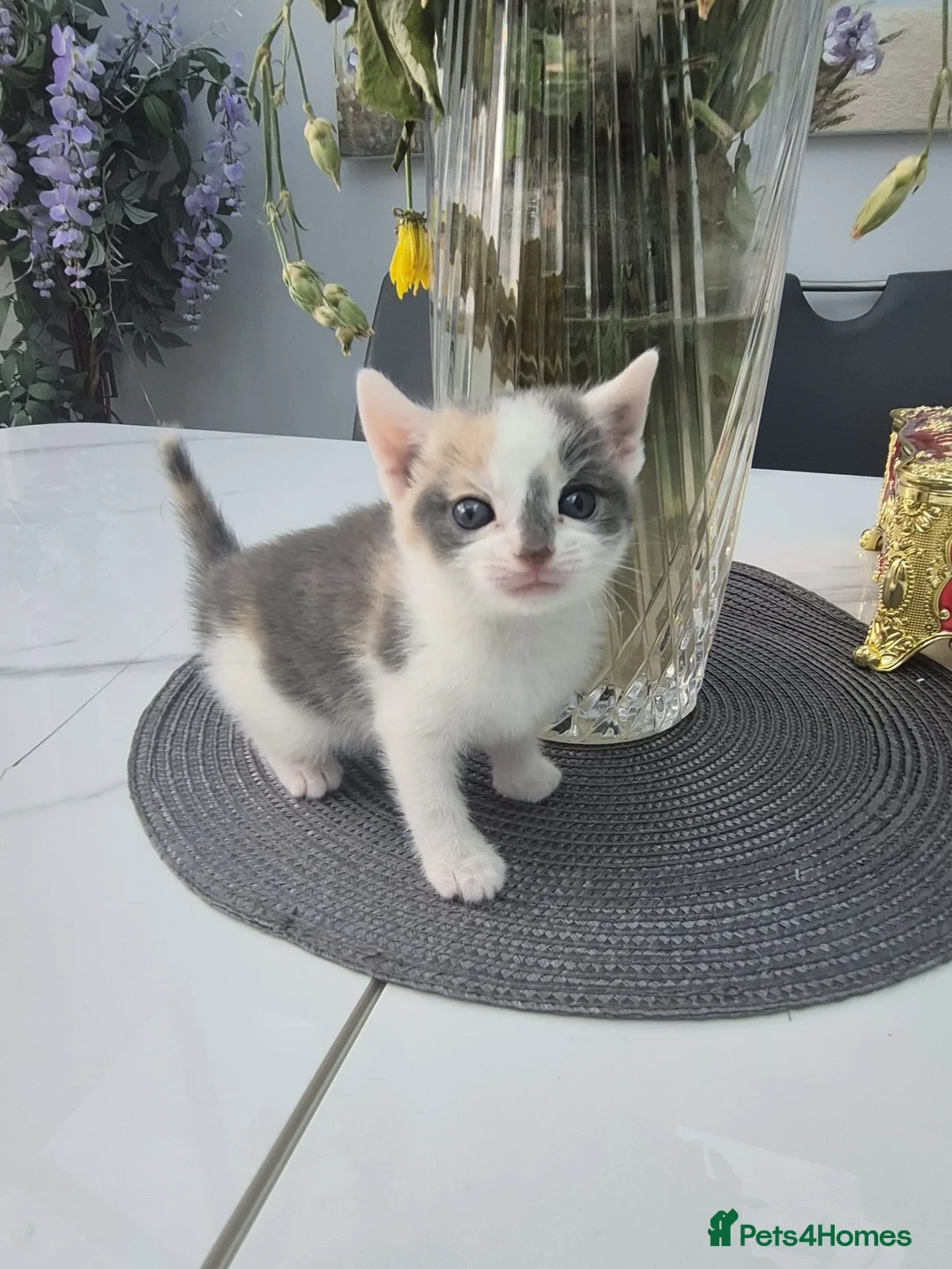 Mixed Breed cats for sale: 1 female 3 male cute kittens for sale - Advert 1