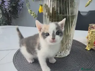 Mixed Breed cats 1 female 3 male cute kittens for sale - Advert 1
