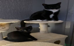 Bombay cats for sale: kittens, 2 left. - Image 7