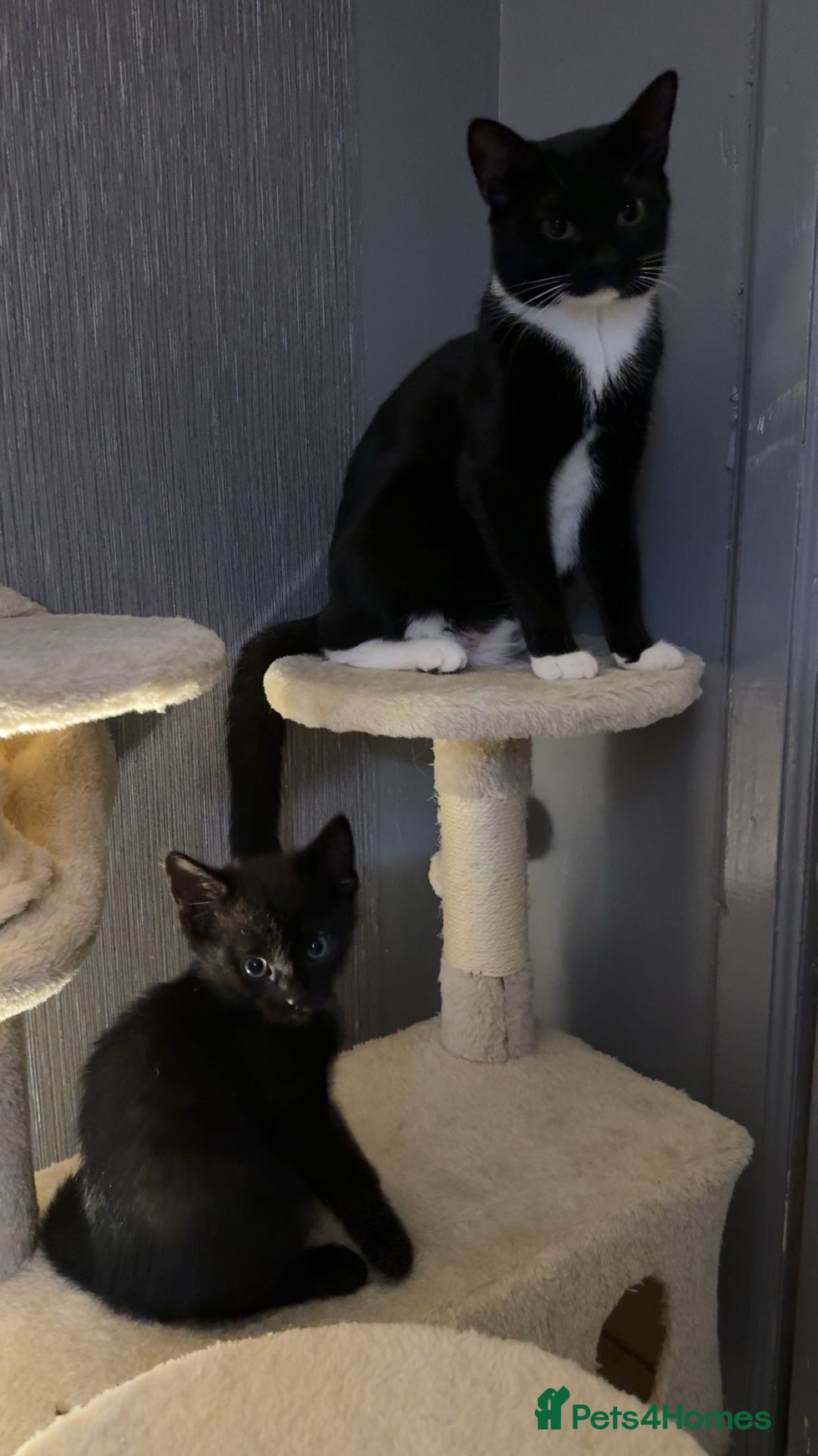 Bombay cats for sale: kittens, 2 left. - Image 7