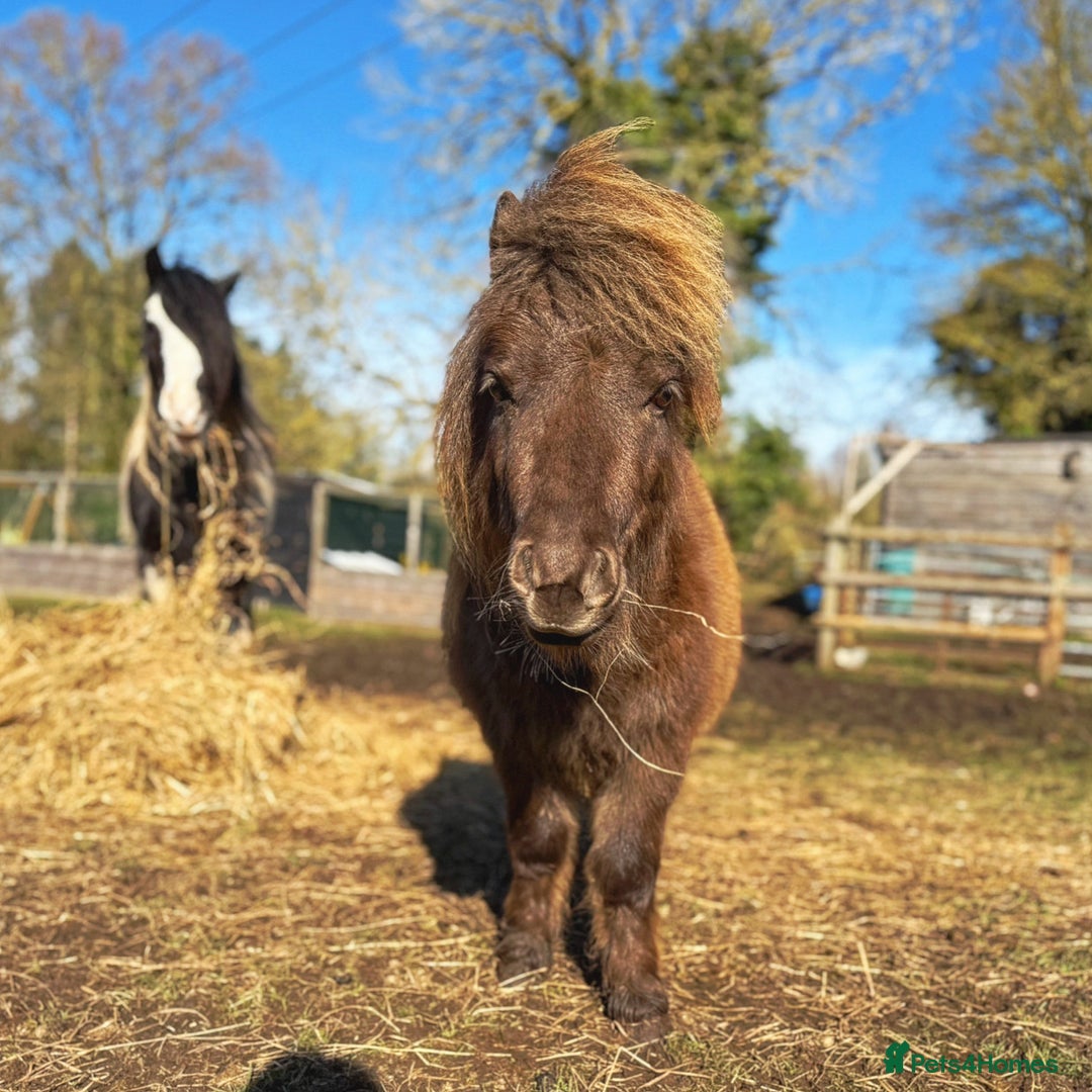Miniature horses for sale: American miniature colt  - Advert 1