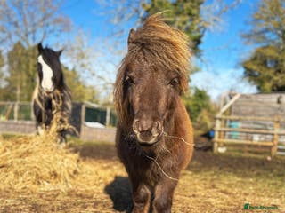 Miniature horses American miniature colt - Advert 1