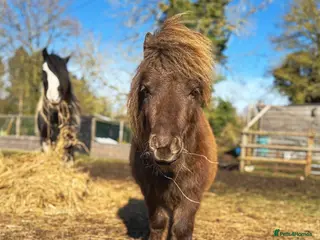 Miniature horses American miniature colt - Advert 21