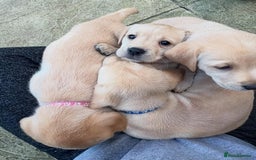 Labrador Retriever dogs for sale: Labrador puppys - Image 1