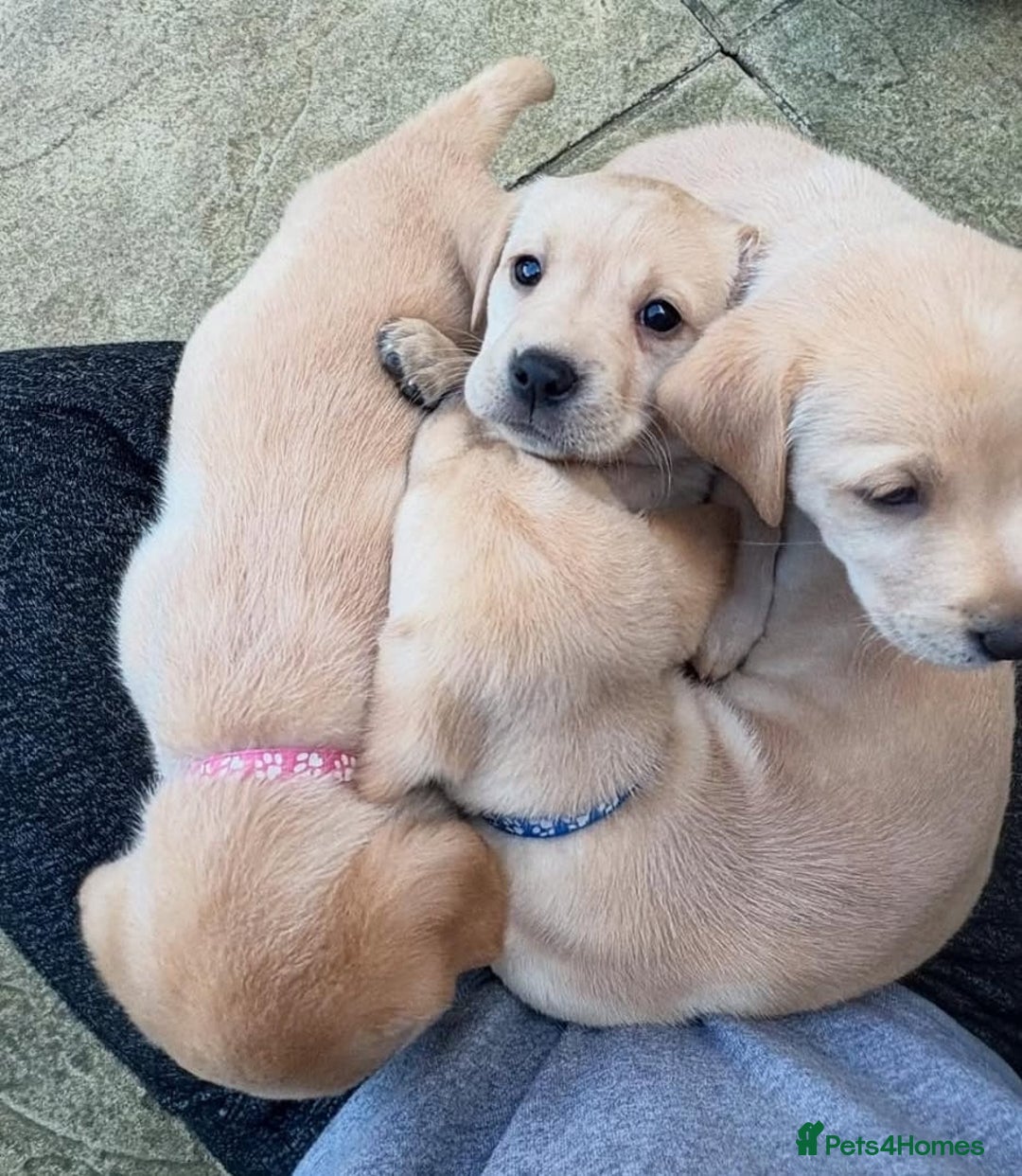 Labrador Retriever dogs for sale: Labrador puppys - Image 1