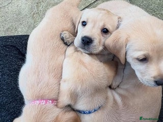 Labrador Retriever dogs - Advert 1