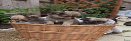 Chihuahua dogs for sale: Three Amigos - Longhaired Chihuahua Male Pups  - Advert 4