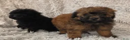 Toy Poodle dogs for sale: KC REGISTERED TOY POODLES FULLY HEALTH TESTED  - Advert 15