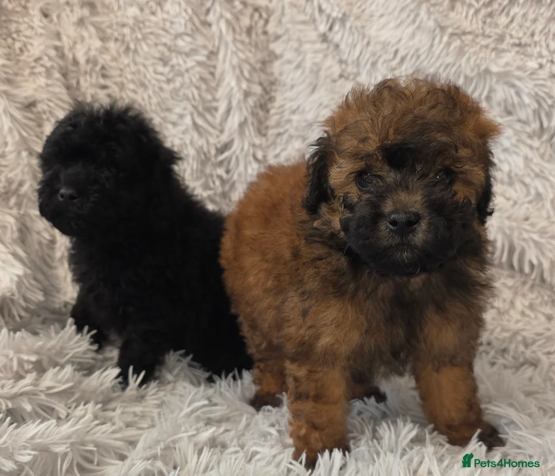 Toy Poodle dogs for sale: KC REGISTERED TOY POODLES FULLY HEALTH TESTED  - Advert 15