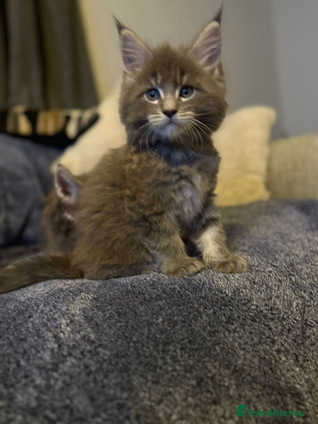 Maine Coon cats for sale: Full Maine coon kittens available  - Advert 11