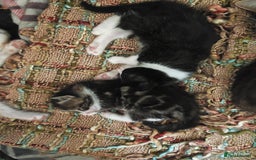 Khao Manee cats for sale: Mixed price Khao Manee kittens  - Image 32