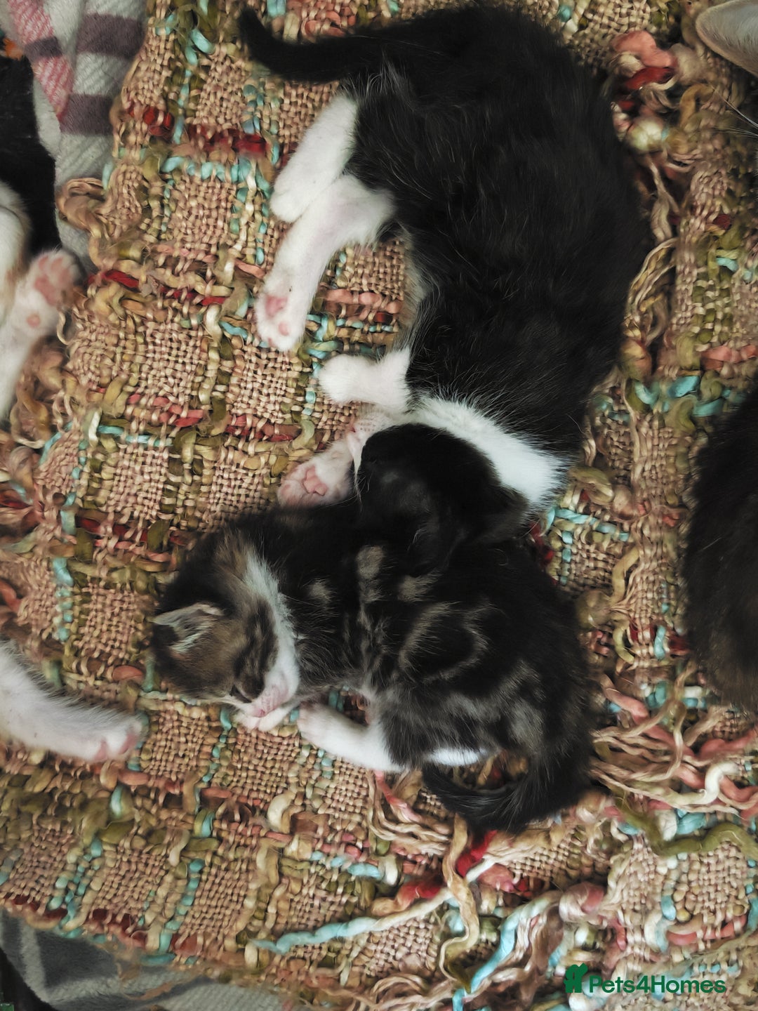 Khao Manee cats for sale: Mixed price Khao Manee kittens  - Image 32