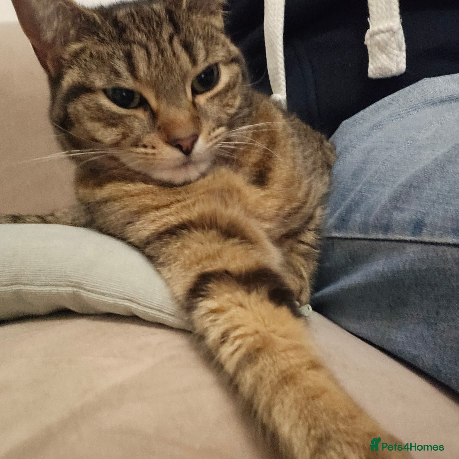 Mixed Breed cats Beautiful Pixie looking for a home - Advert 10