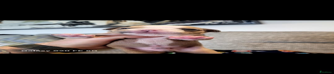 Olde English Bulldogge Puppy 4
