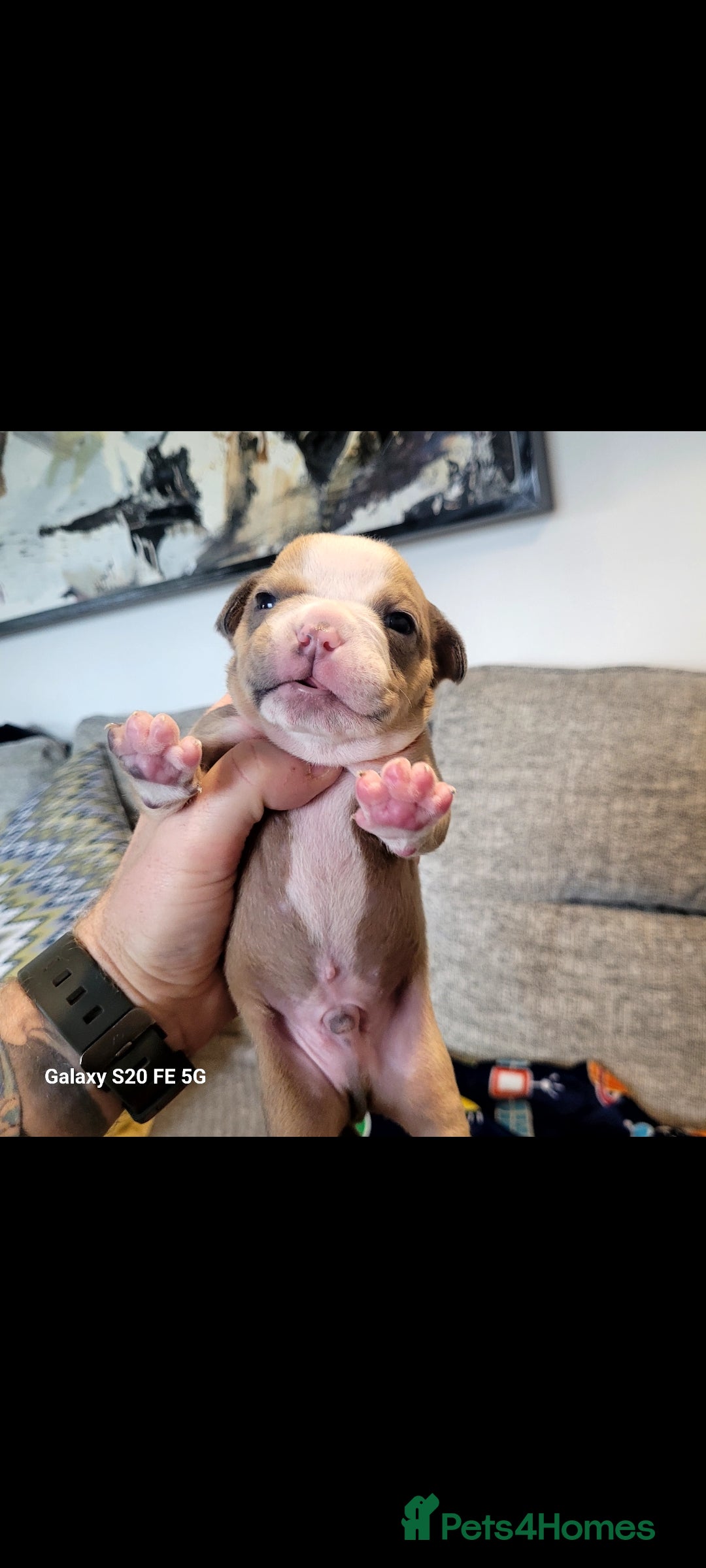 Olde English Bulldogge dogs for sale: Old English Bulldog Puppies - Image 12