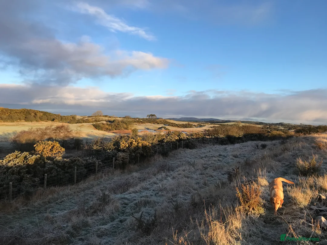 Labrador Retriever dogs for sale: Beautiful 8 year old KC Labrador - Advert 2