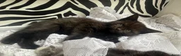 Munchkin cats for sale: Beautiful Black Female kitten looking 4 home - Advert 4