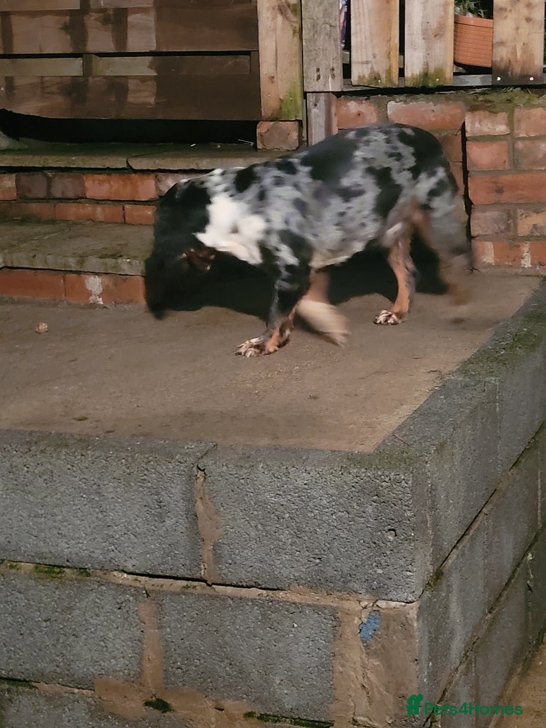 Cocker Spaniel dogs for stud: Blue merle spaniel stud - Advert 6