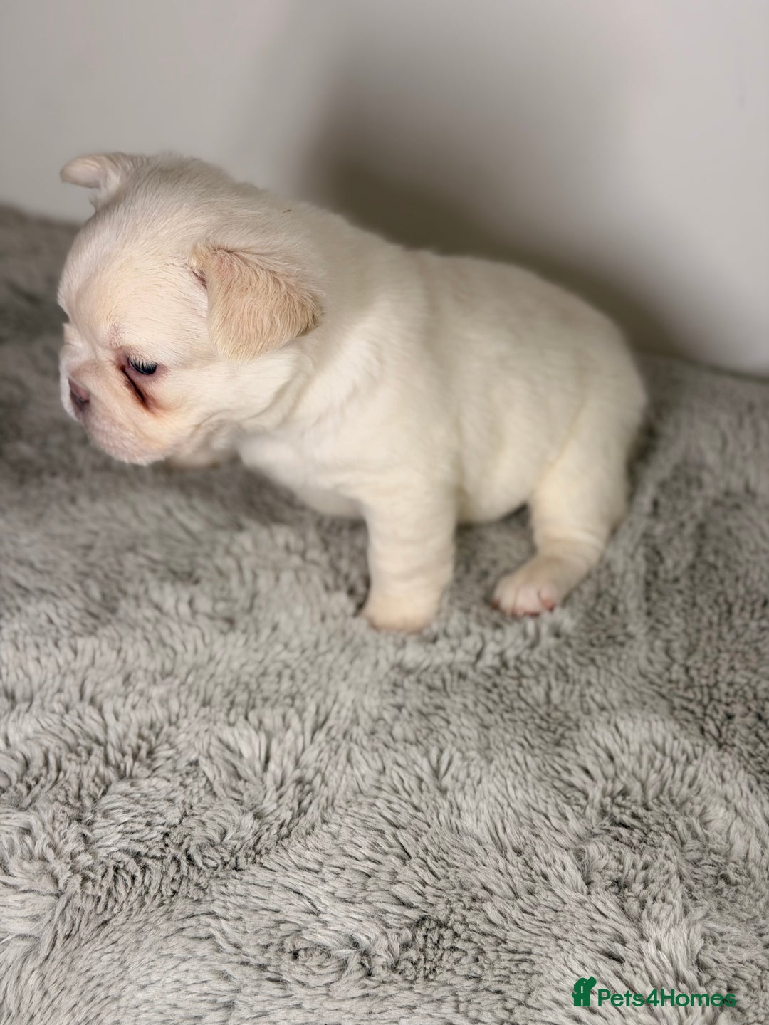 French Bulldog dogs for sale: Full visual outstanding fluffy frenchies - Advert 5