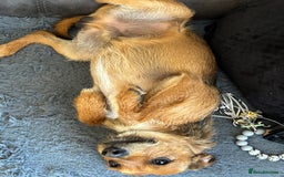Mixed Breed dogs for sale: Mixed breed jack russel - Image 5