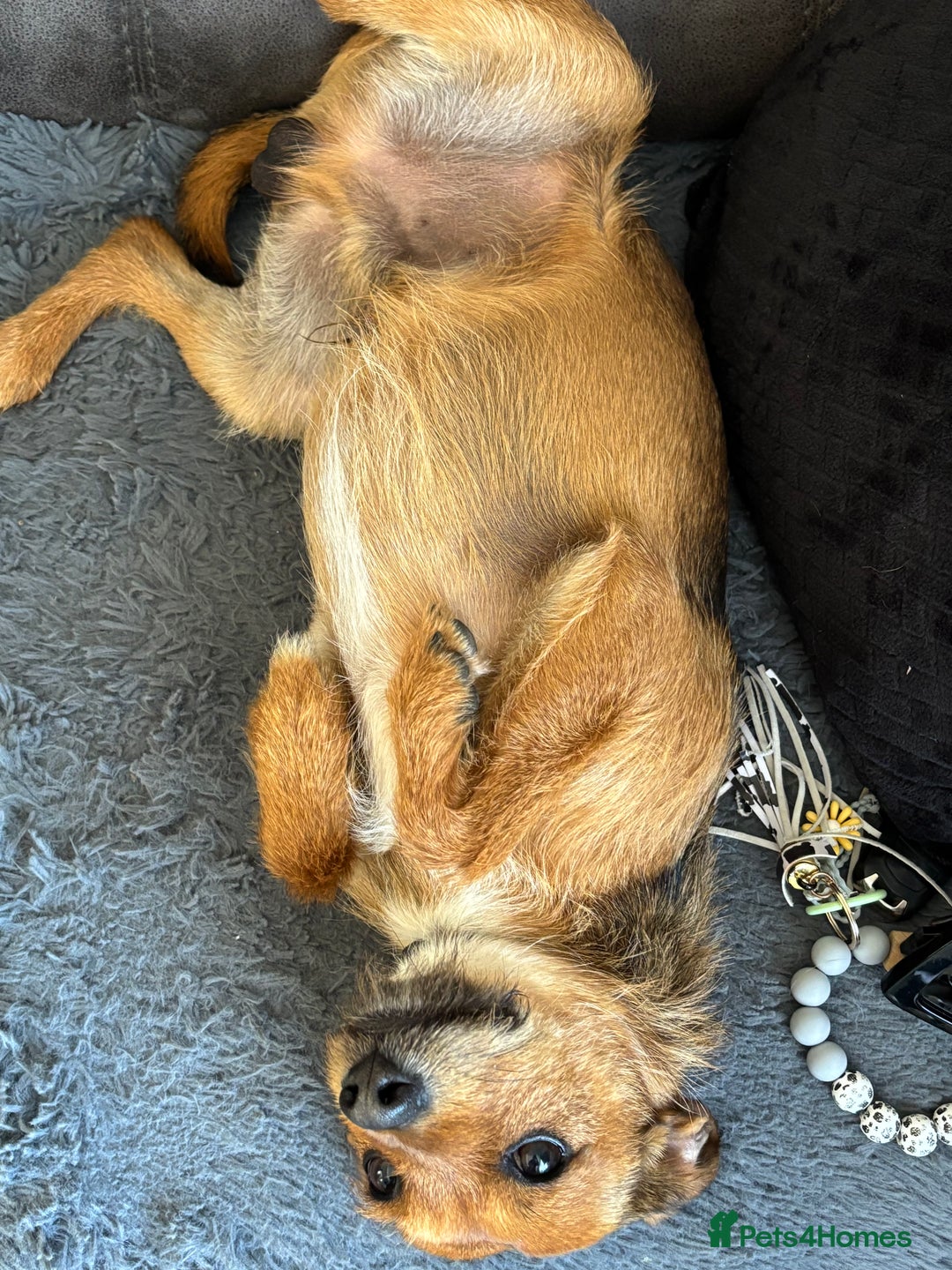 Mixed Breed dogs for sale: Mixed breed jack russel - Image 5