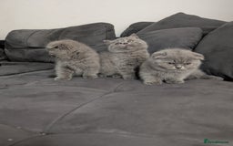 British Longhair cats for sale: British shorthair - Image 14