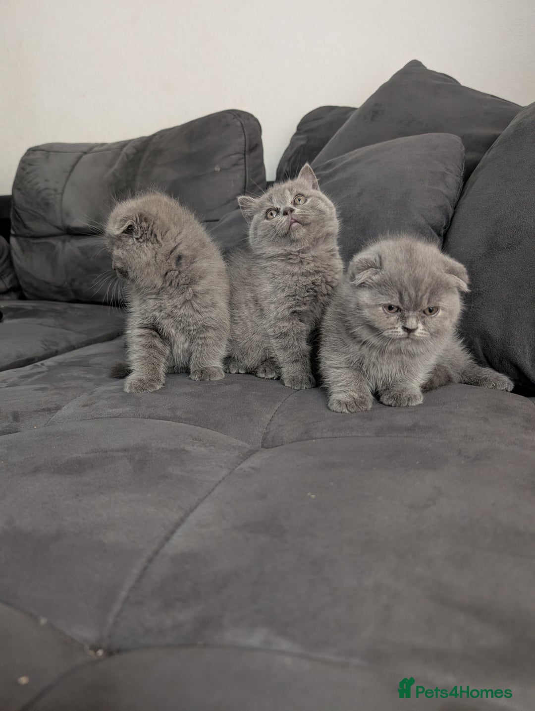 British Longhair cats for sale: British shorthair - Image 14