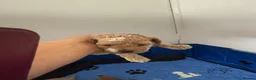Maltipoo dogs for sale: Asian Toy Maltipoo - Advert 17