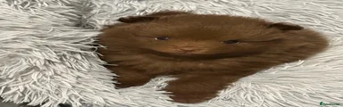 Chocolate girl 1