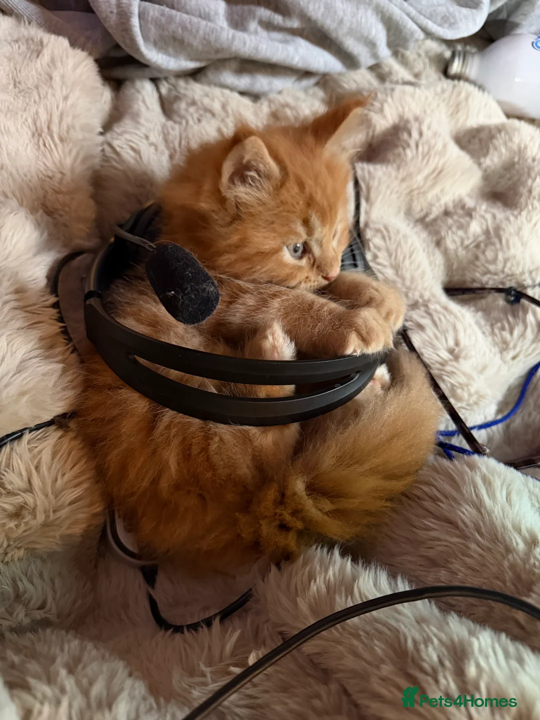Maine Coon cats for sale: Rare ginger Maine Coon kittens - Advert 9