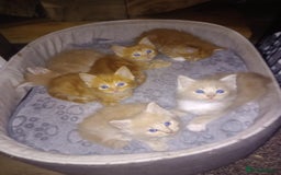 Maine Coon cats for sale: Maicoon XL - Image 31