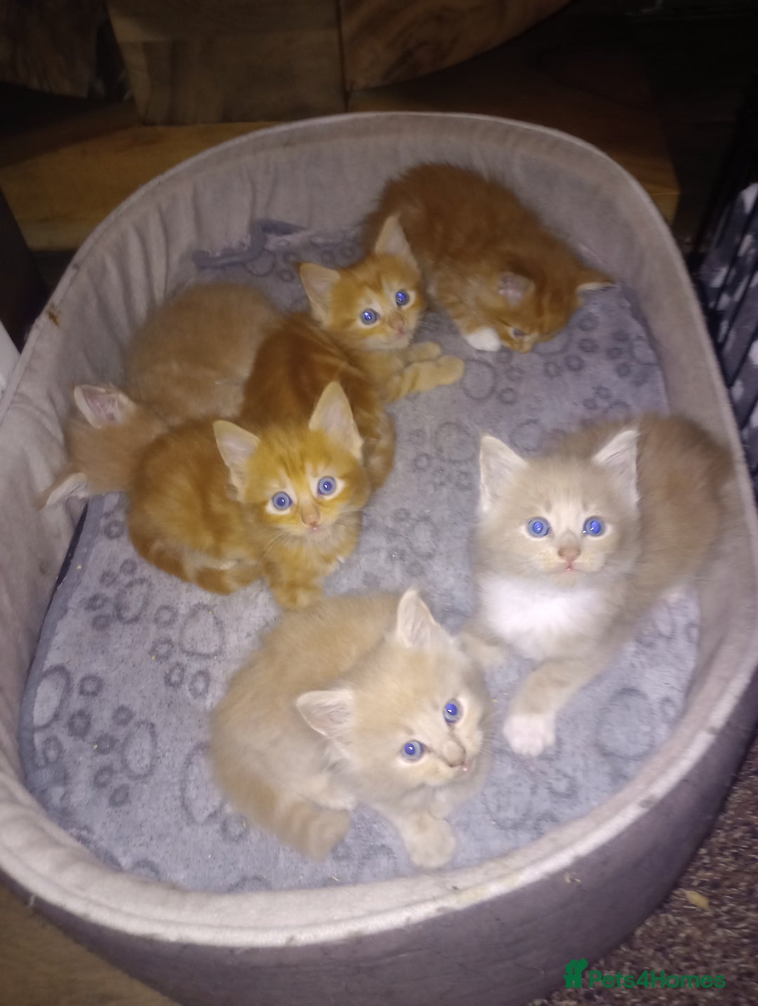 Maine Coon cats for sale: Maicoon XL - Image 31