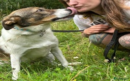 Mixed Breed dogs for adoption: Eddie - Norwich Norfolk  - Image 17