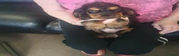 Cocker Spaniel dogs for sale: Gorgeous KC Health Tested Show Pups - Advert 22