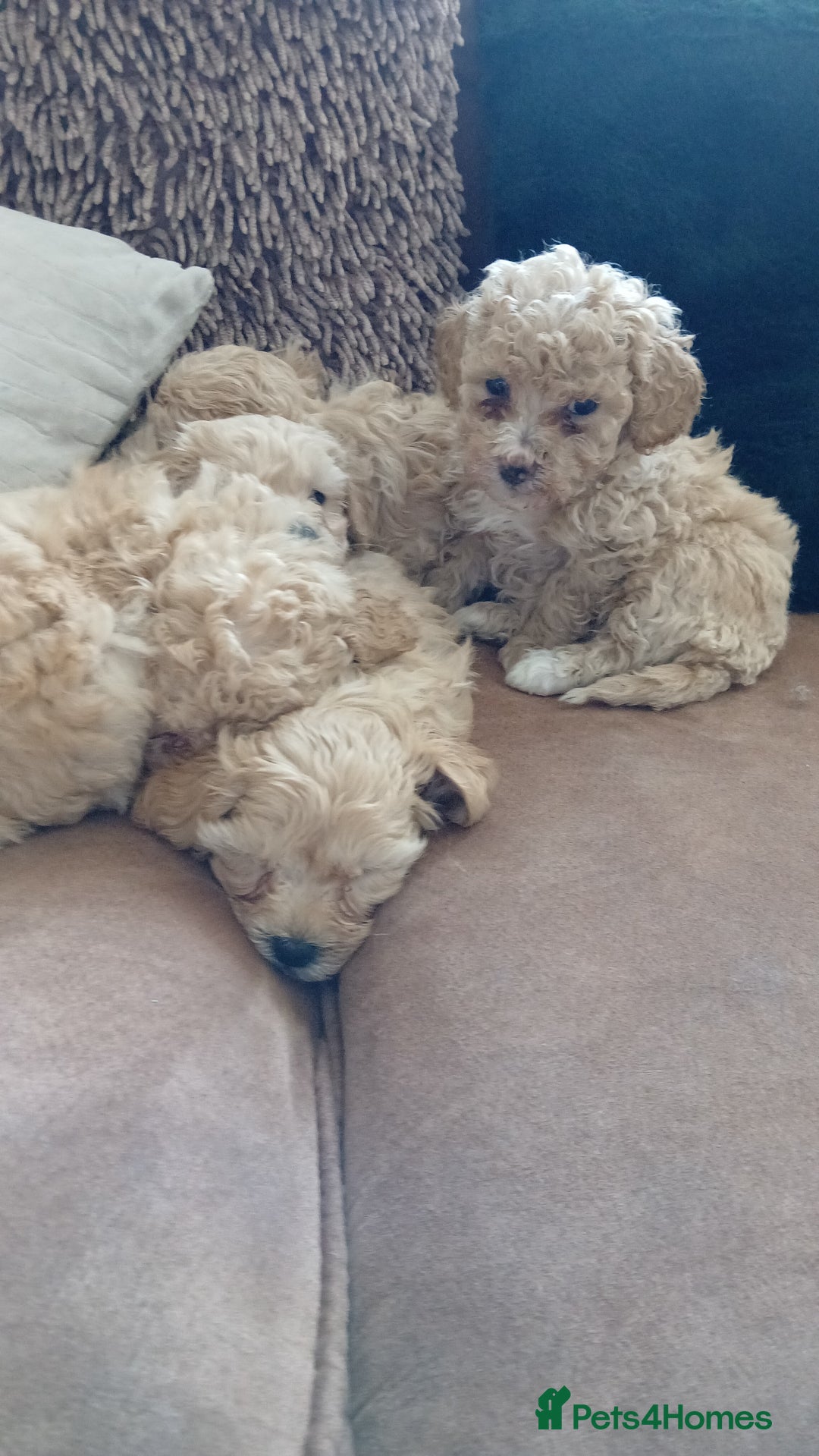 Maltipoo dogs for sale: Maltypoo pups - Advert 15
