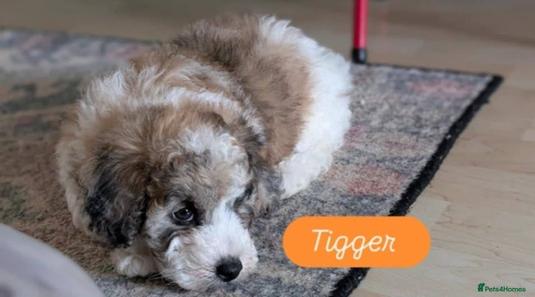 Poochon dogs for sale: Poochon pups stunning Rare colours - Image 16