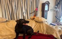 Mixed Breed dogs for sale: Belgian Malinois X Caucasian Shepherd  - Image 9