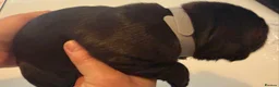 Mixed Breed dogs for sale: Puppies for sale  - Advert 23
