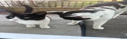 Mixed Breed cats for sale: 2 male cats  - Advert 6
