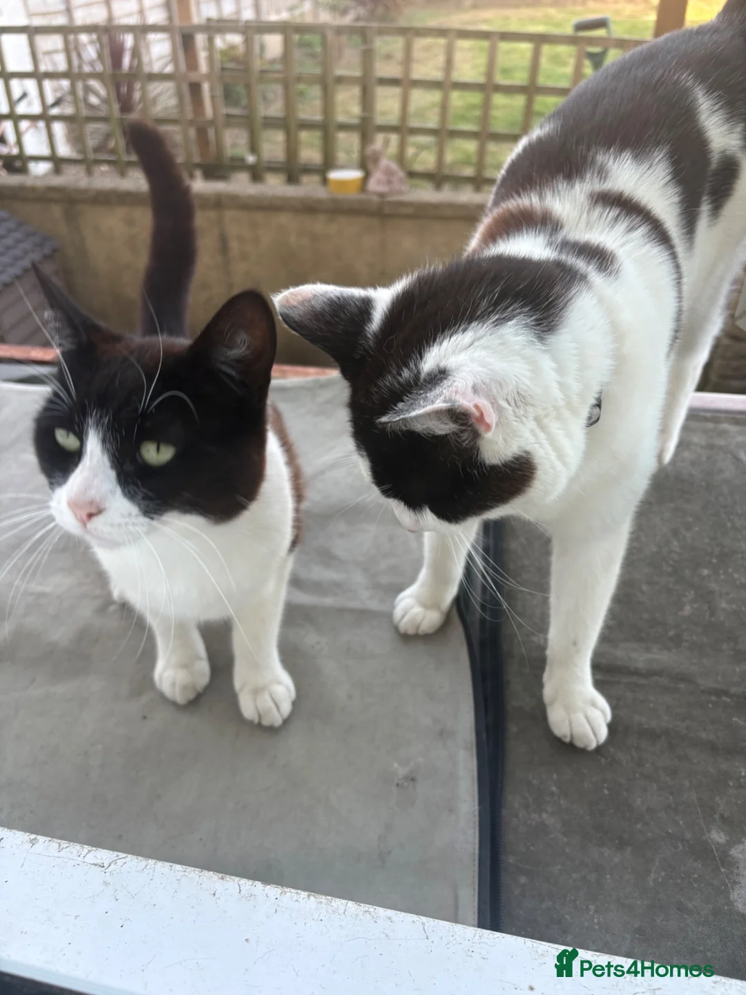 Mixed Breed cats for sale: 2 male cats  - Advert 6