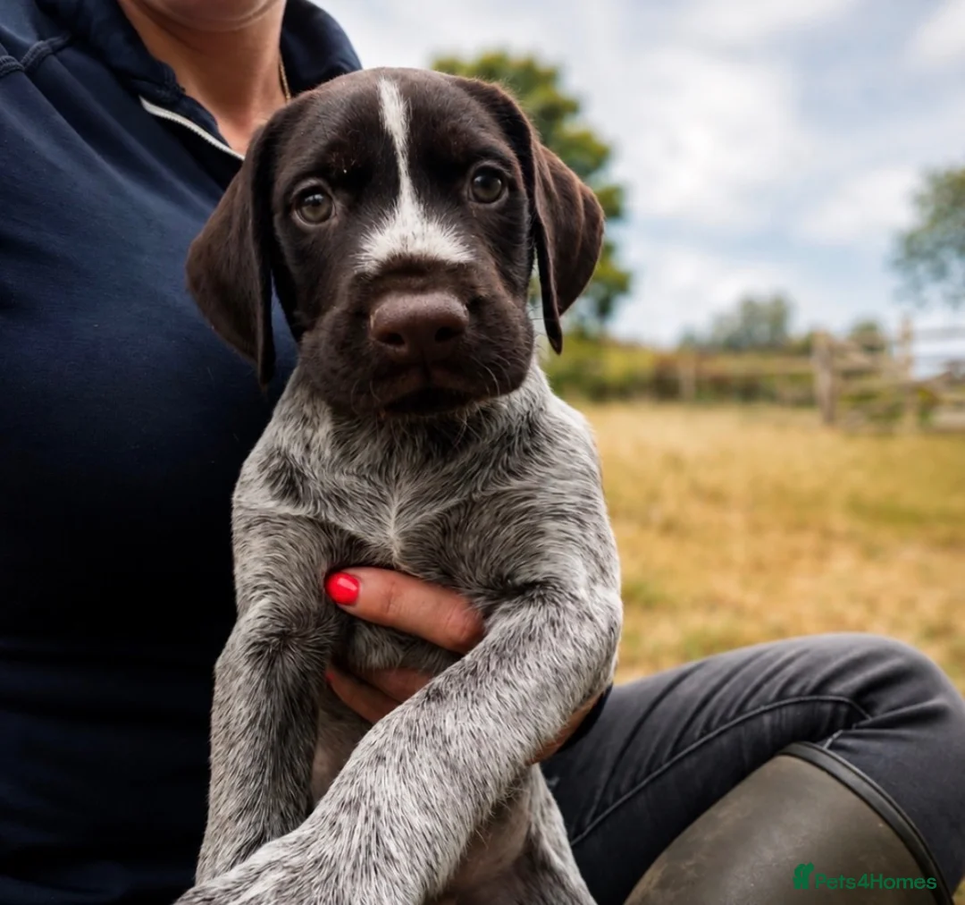 German Wirehaired Pointer dogs for sale: 2 males available  - Advert 4