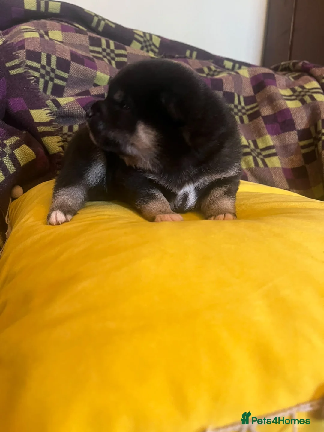 Japanese Shiba Inu dogs for sale: Black foxes 🥰  in Llanybydder - Advert 2