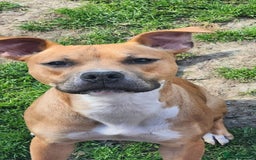 Staffordshire Bull Terrier dogs for sale: Beautiful Staffordshire Bull Terrier - Image 4
