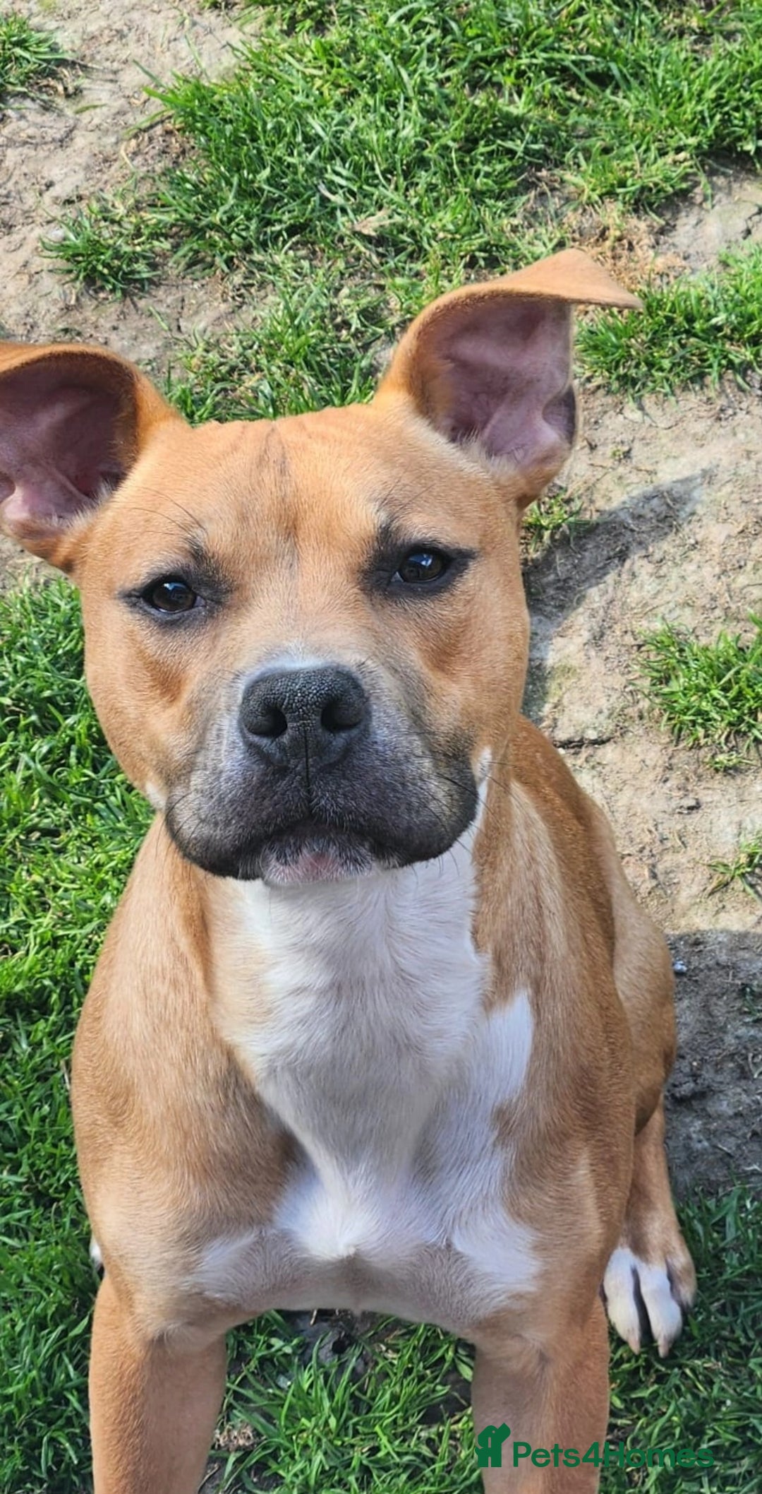 Staffordshire Bull Terrier dogs for sale: Beautiful Staffordshire Bull Terrier - Image 4