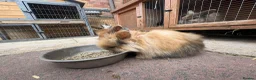 Mixed Breed rabbits for sale: Lion head cross rabbits  - Advert 5