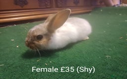 Lionhead rabbits for sale: 4 Cute Baby Lionhead X Mini Lop Rabbits - Image 3