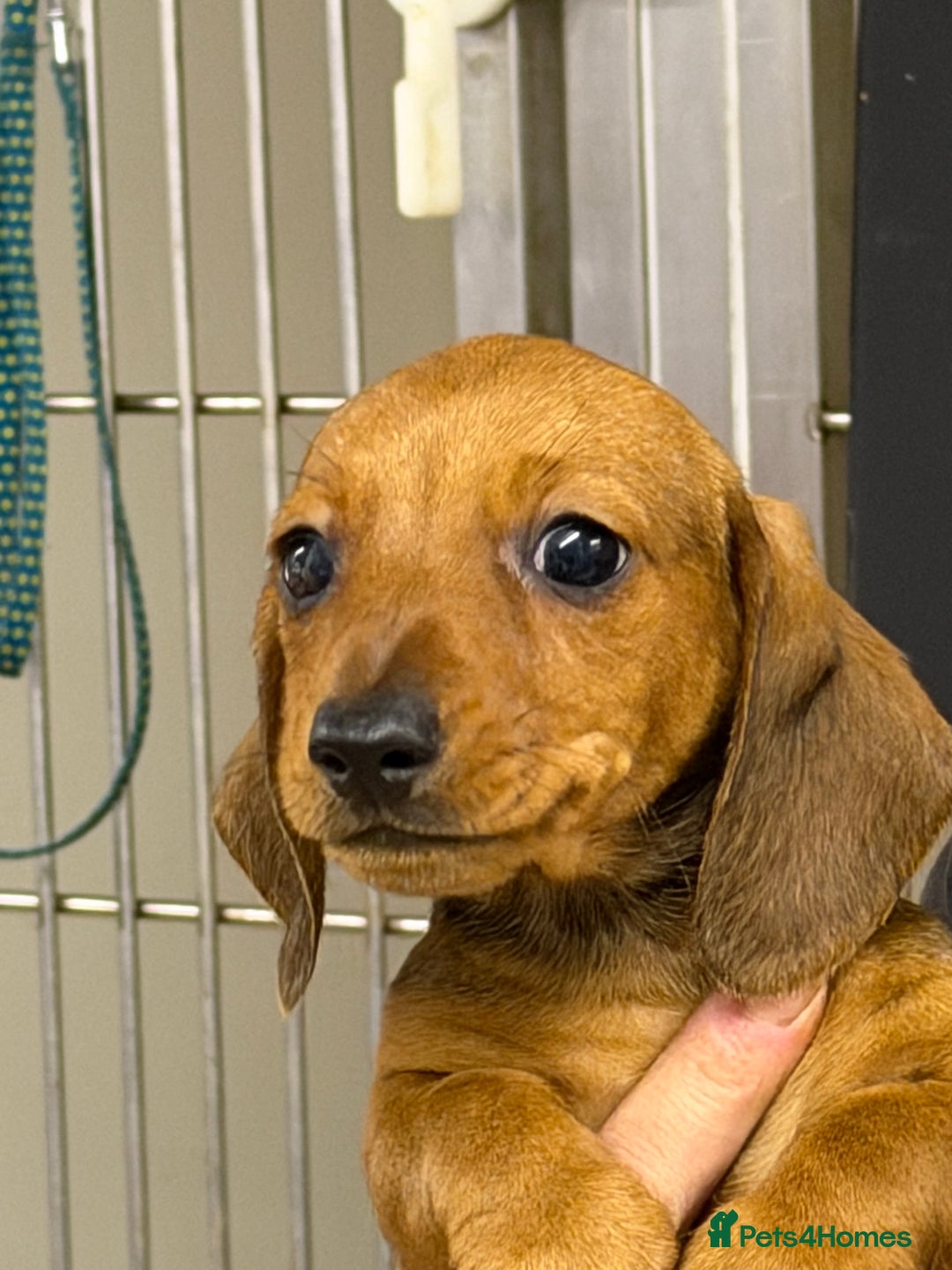 Miniature Dachshund dogs for sale: Beautiful mini dachshund puppy's now available  - Advert 10