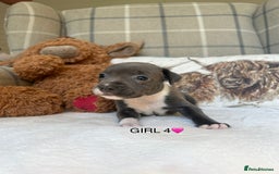 Staffordshire Bull Terrier dogs for sale: STAFFORDSHIRE BULL TERRIERS💚 - Image 15